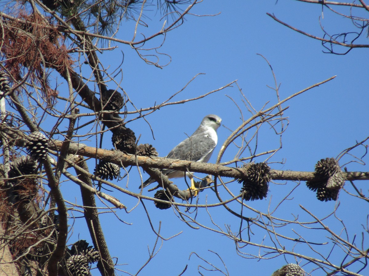 Variable Hawk - Pablo Fishwick Mella