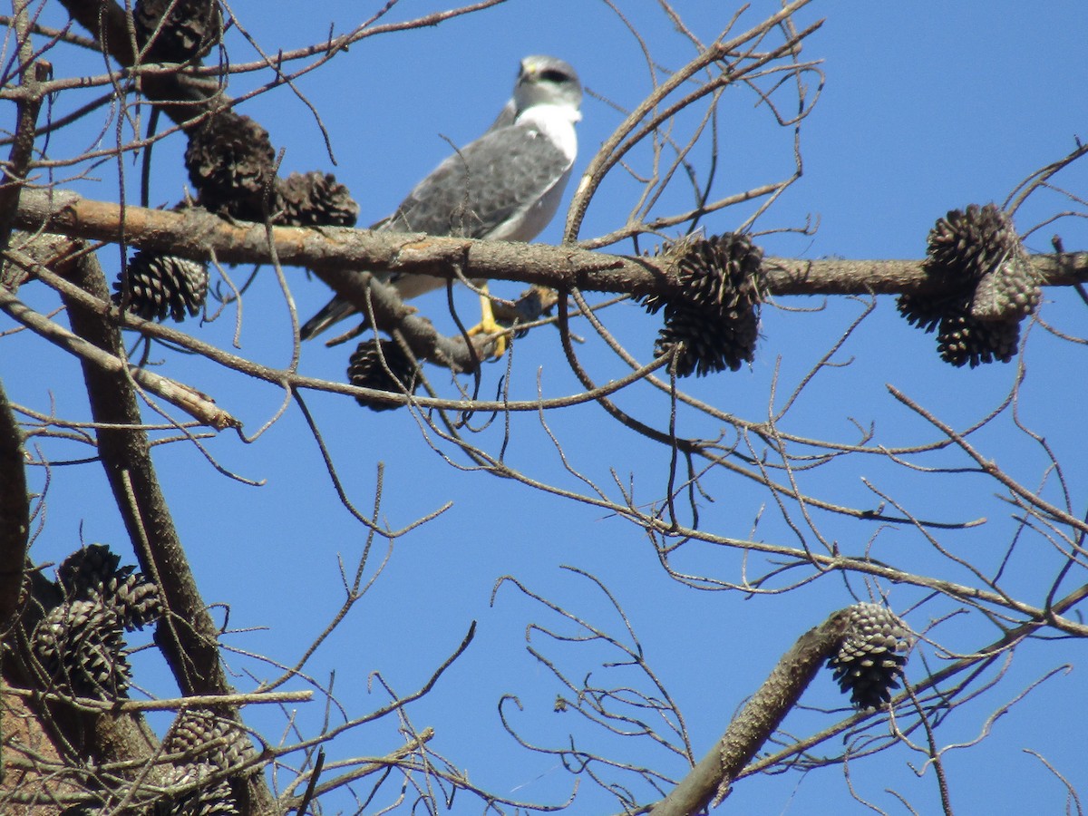 Variable Hawk - Pablo Fishwick Mella