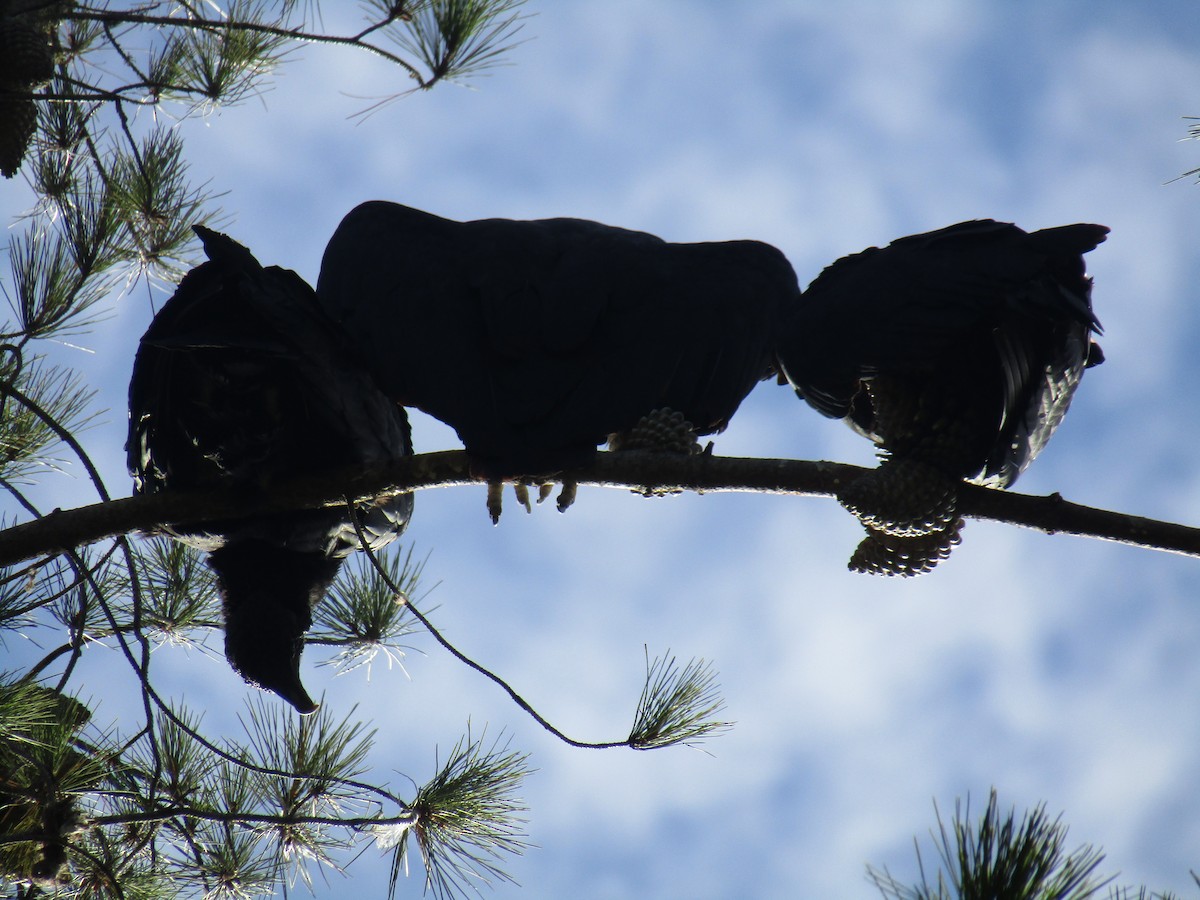 Turkey Vulture - Pablo Fishwick Mella