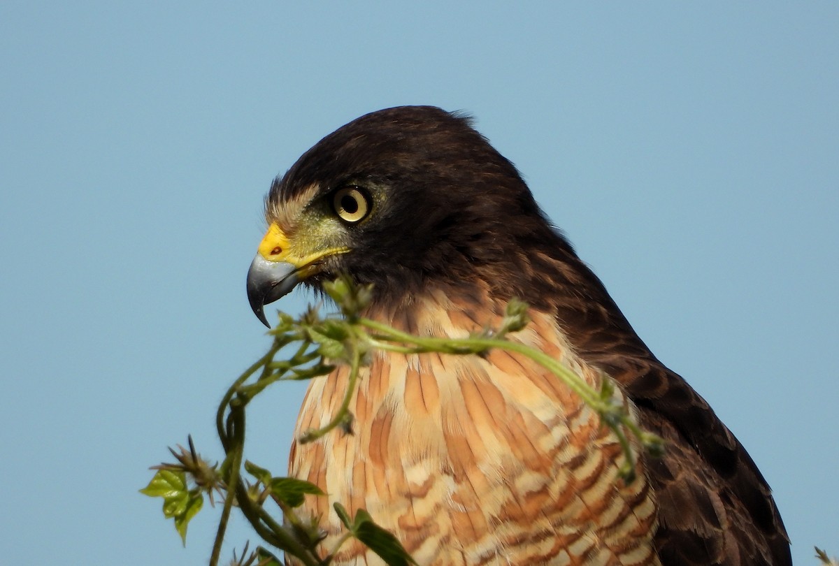 Roadside Hawk - ML430856991