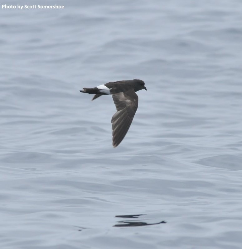 Wilson's Storm-Petrel - ML43085761