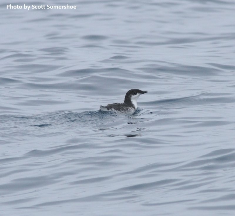 Scripps's Murrelet - ML43085781