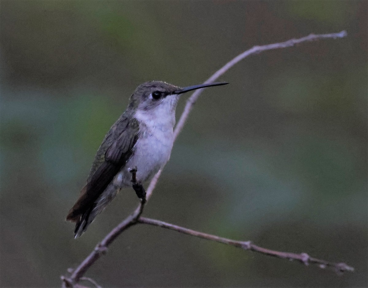 Ruby-throated Hummingbird - ML430857851