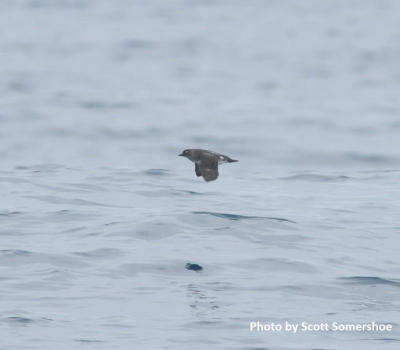 Cassin's Auklet - ML43085821