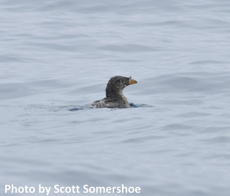 Rhinoceros Auklet - ML43085851