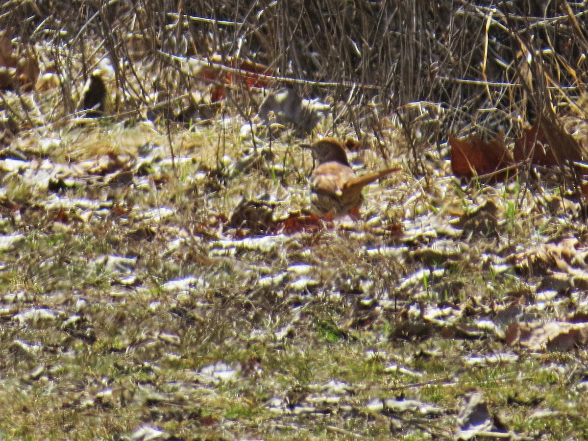 Brown Thrasher - ML430858871