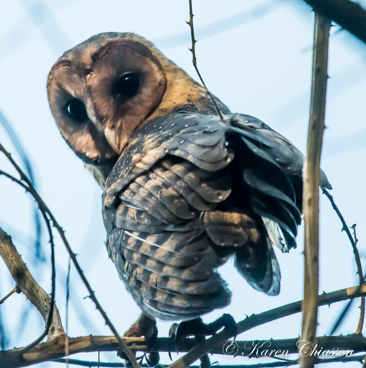 American Barn Owl - ML43085961