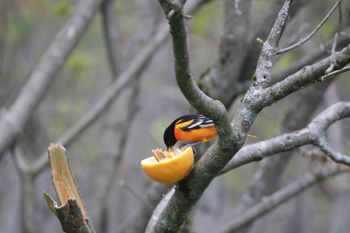 Baltimore Oriole - ML430859631