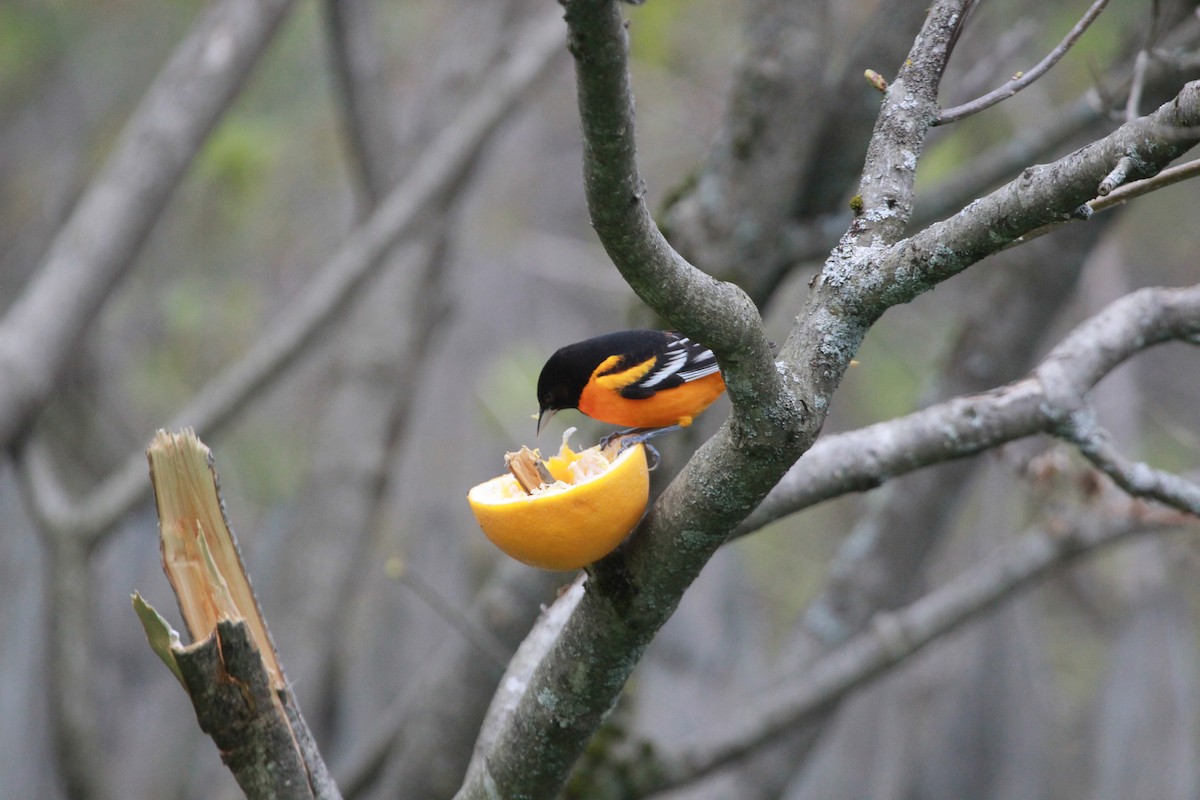 Baltimore Oriole - ML430859711