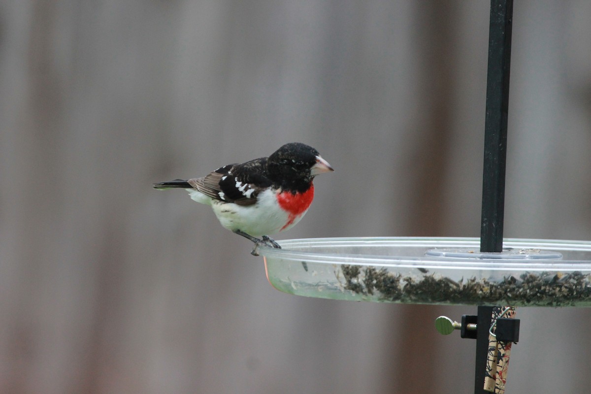 Rose-breasted Grosbeak - ML430859751
