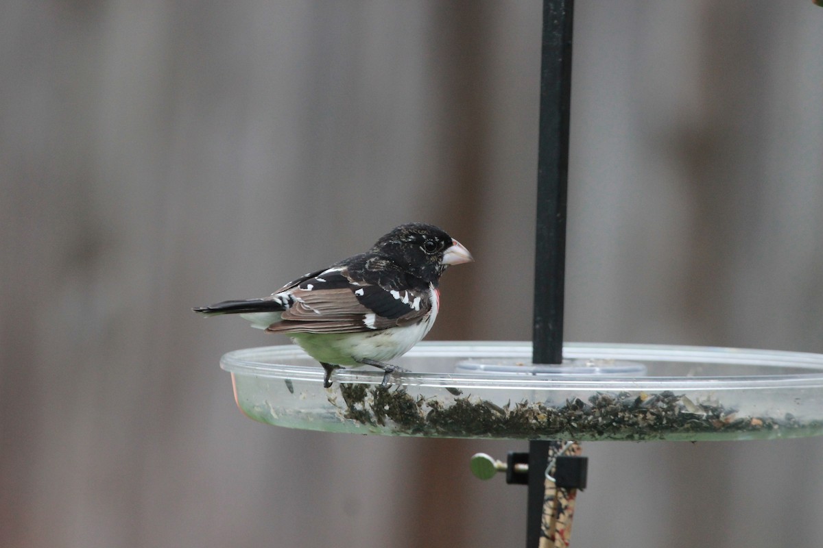 Rose-breasted Grosbeak - ML430859811