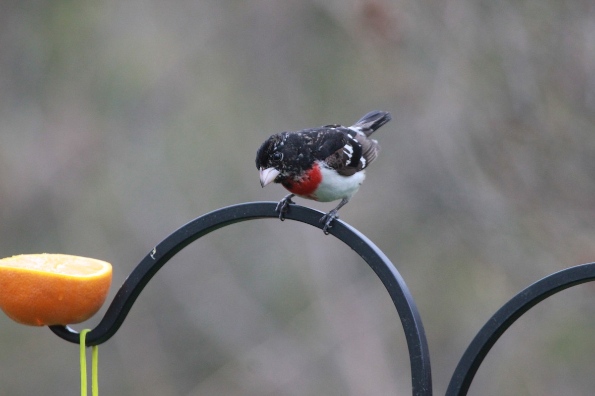 Rose-breasted Grosbeak - ML430859841