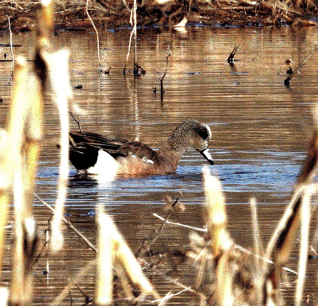 American Wigeon - ML430862501