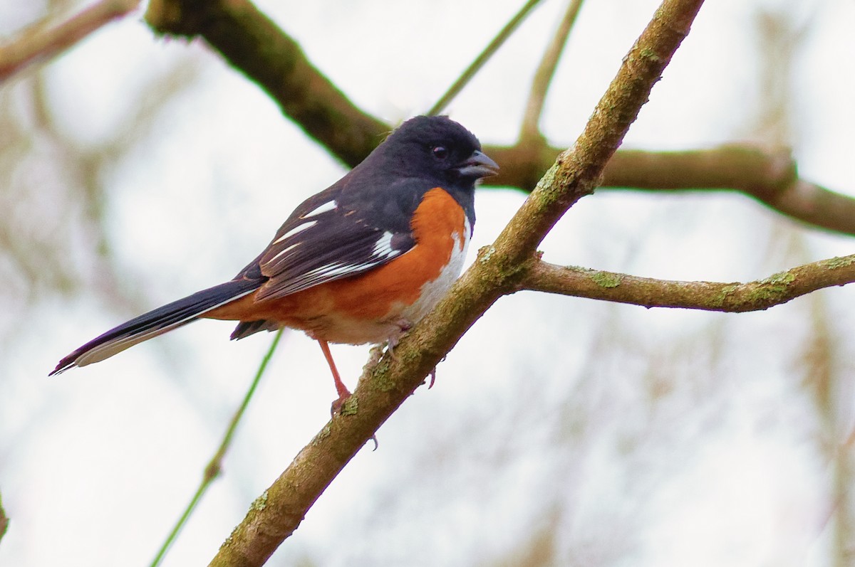 Eastern Towhee - ML430864121