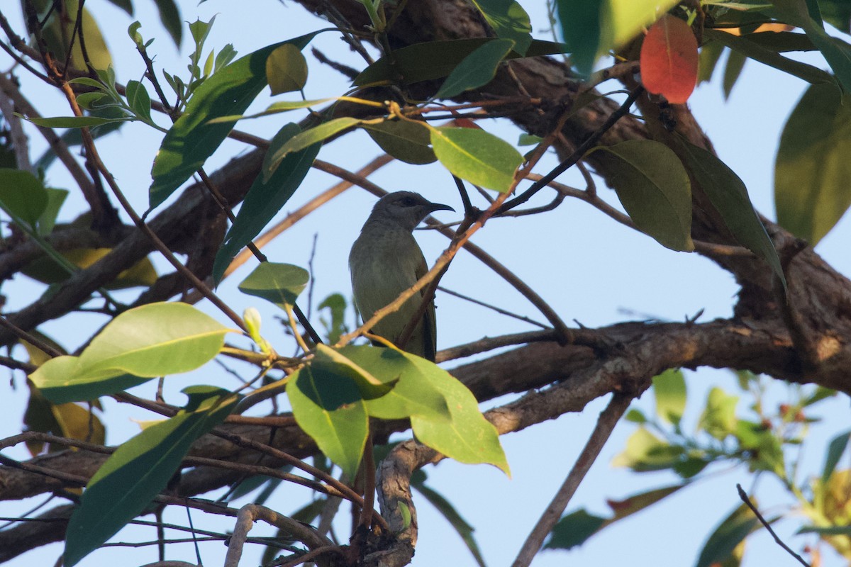 Brown Honeyeater - Dennis Devers