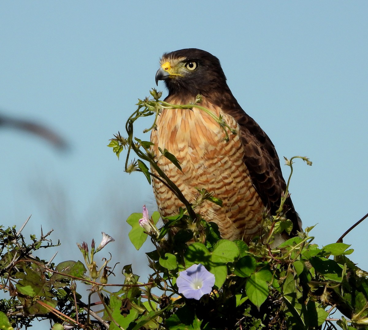 Roadside Hawk - ML430865641