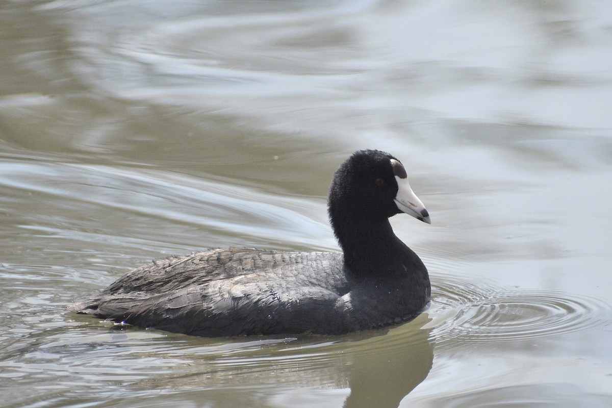 American Coot (Red-shielded) - ML430865881