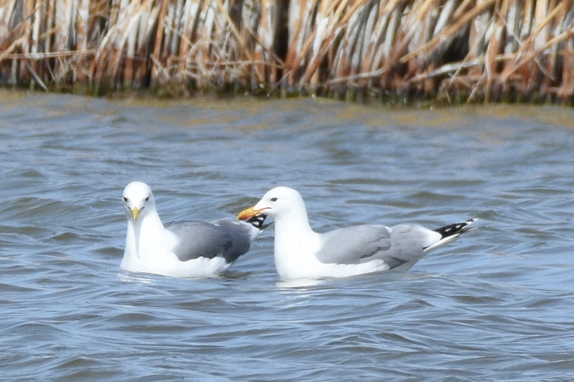 California Gull - ML430865901