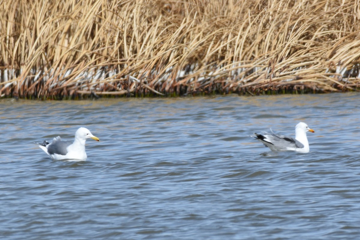 California Gull - ML430865911