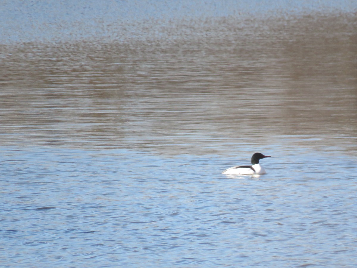 Common Merganser - ML430865941