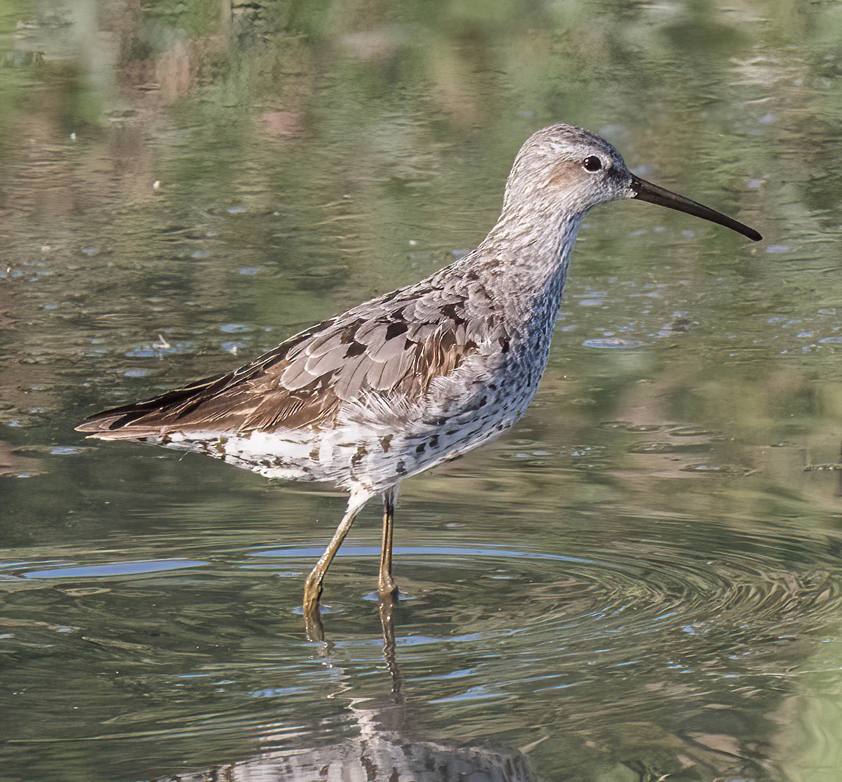 Stilt Sandpiper - Robert Bochenek