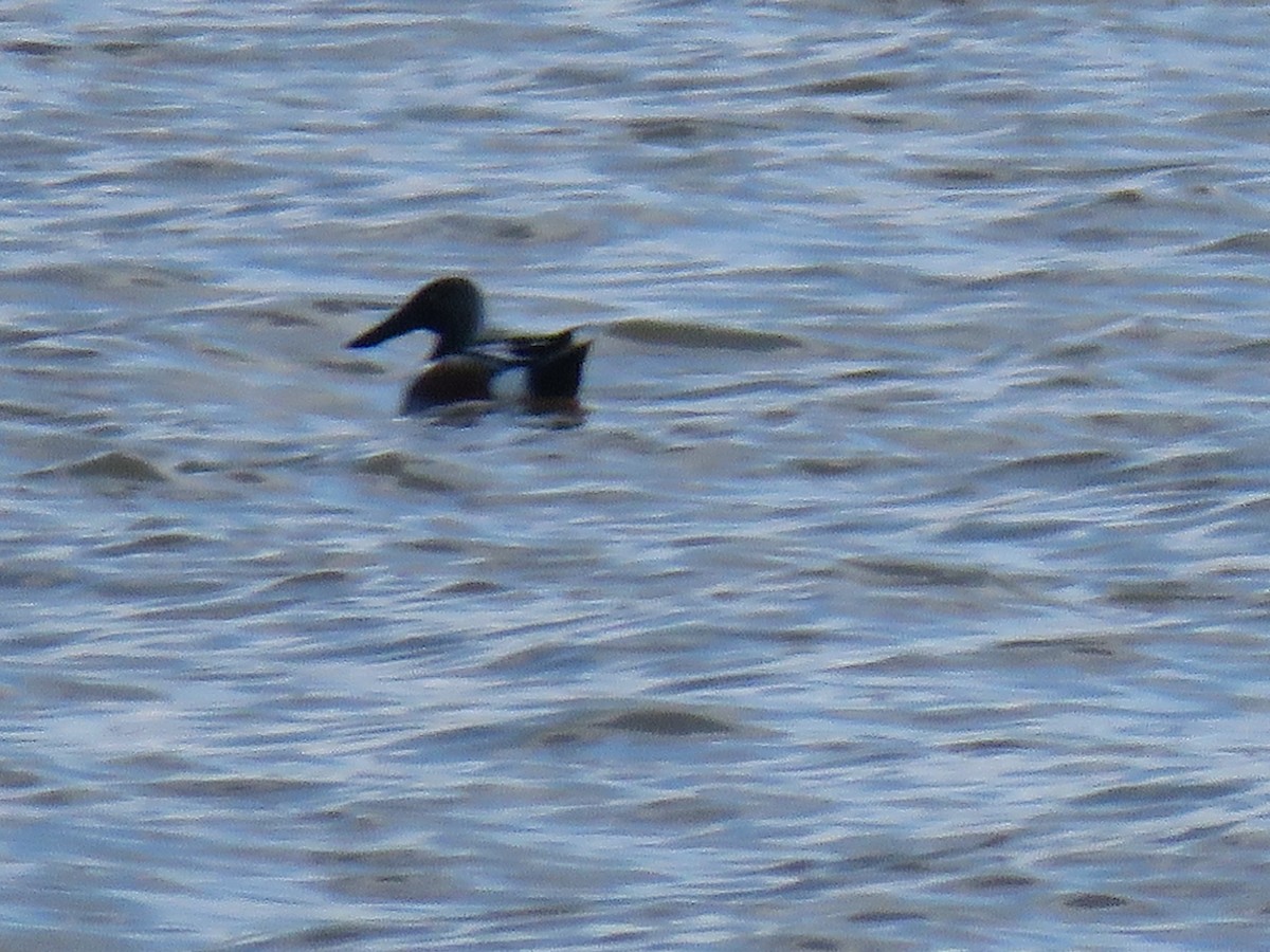 Northern Shoveler - ML430866731