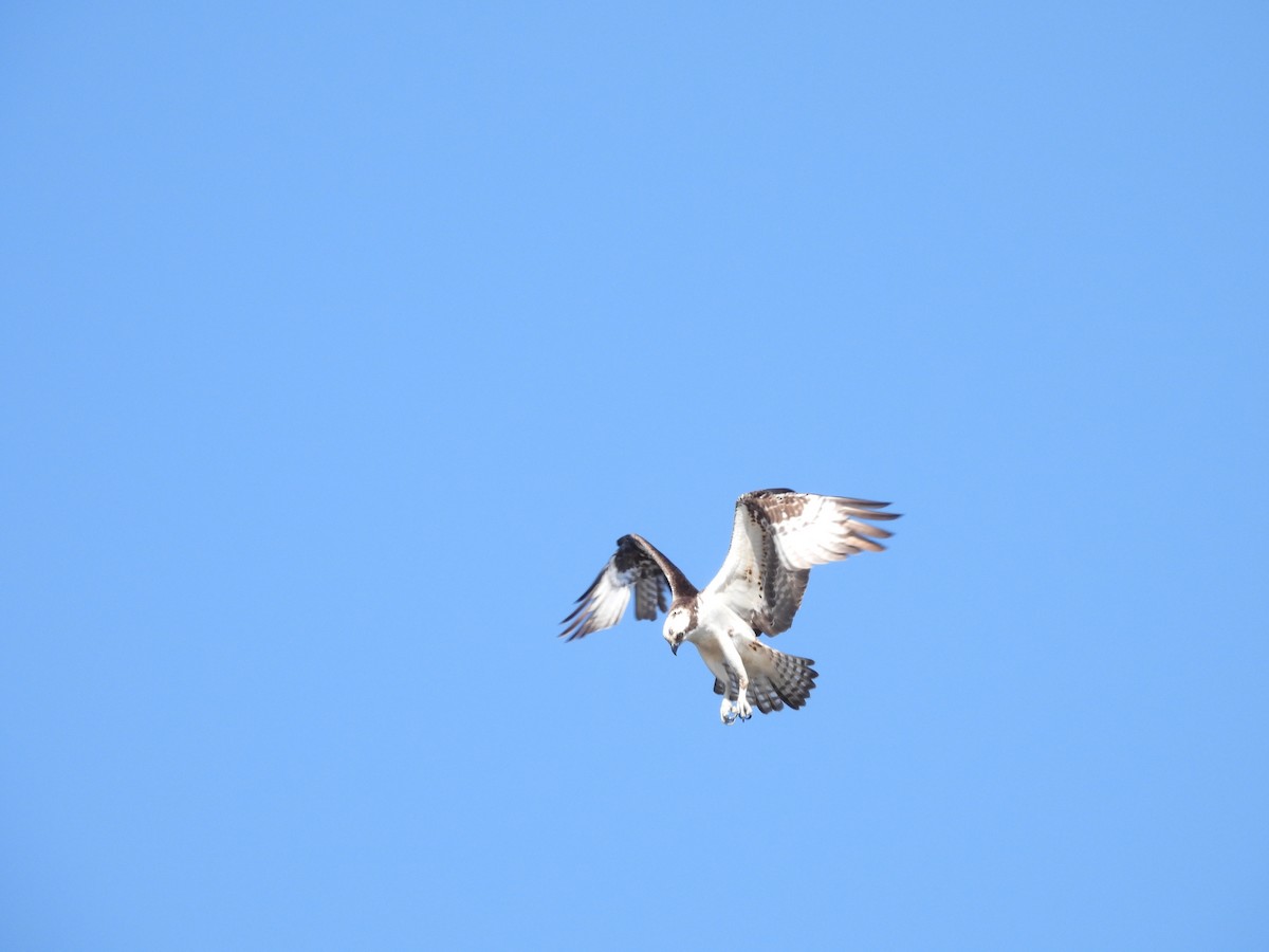 orlovec říční - ML430866791