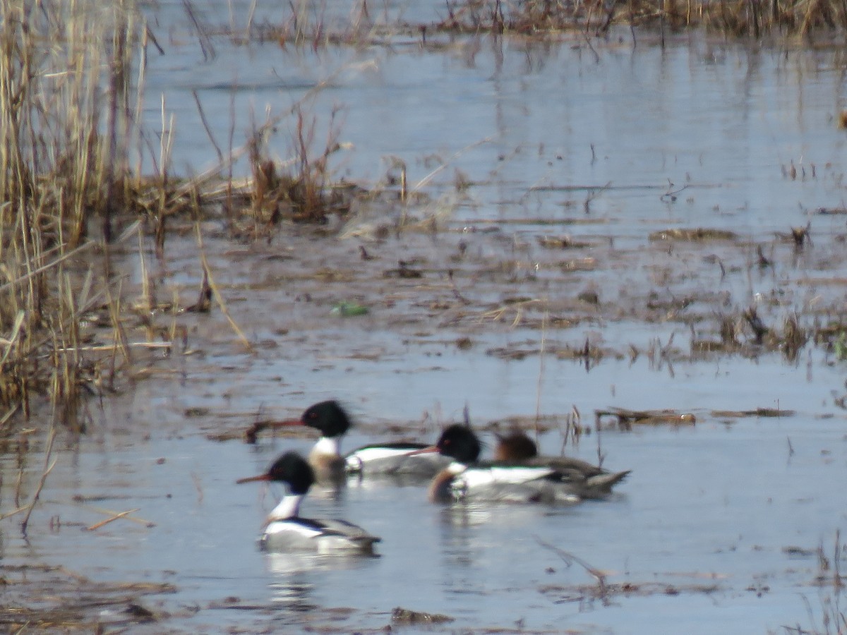 Red-breasted Merganser - ML430866871