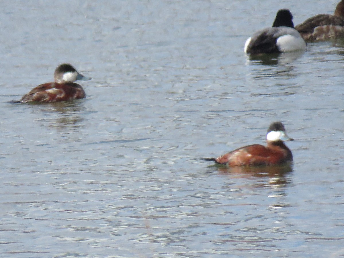 Ruddy Duck - ML430866911