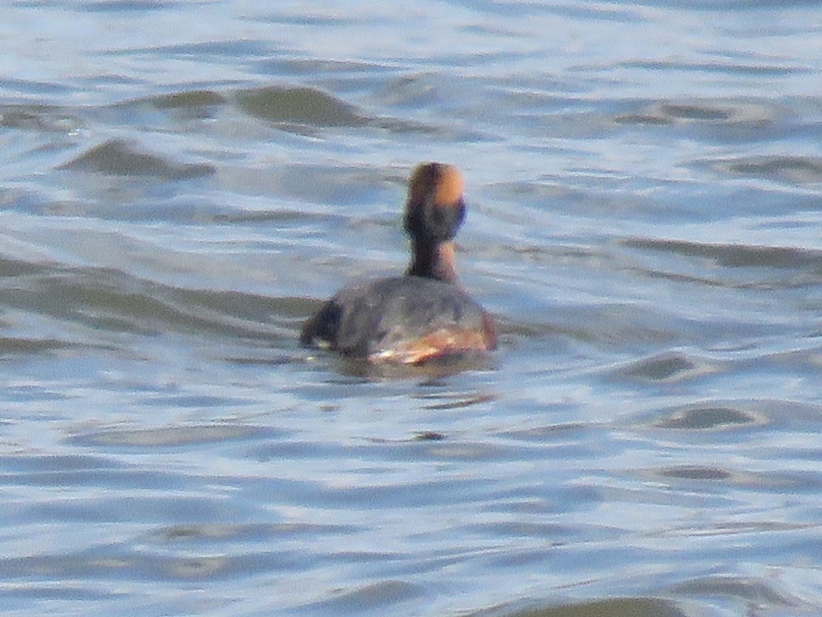 Horned Grebe - ML430866951
