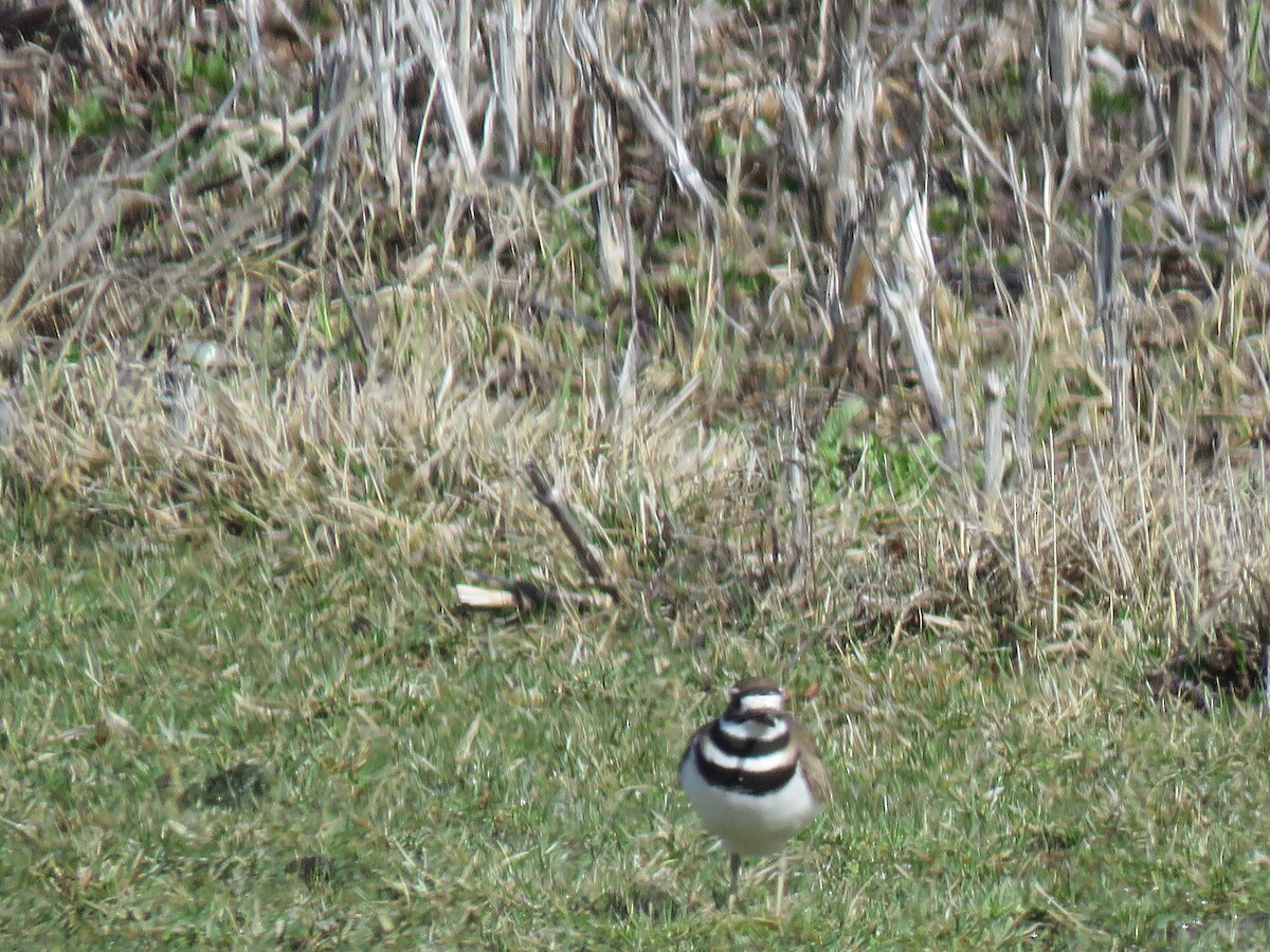 Killdeer - ML430867051