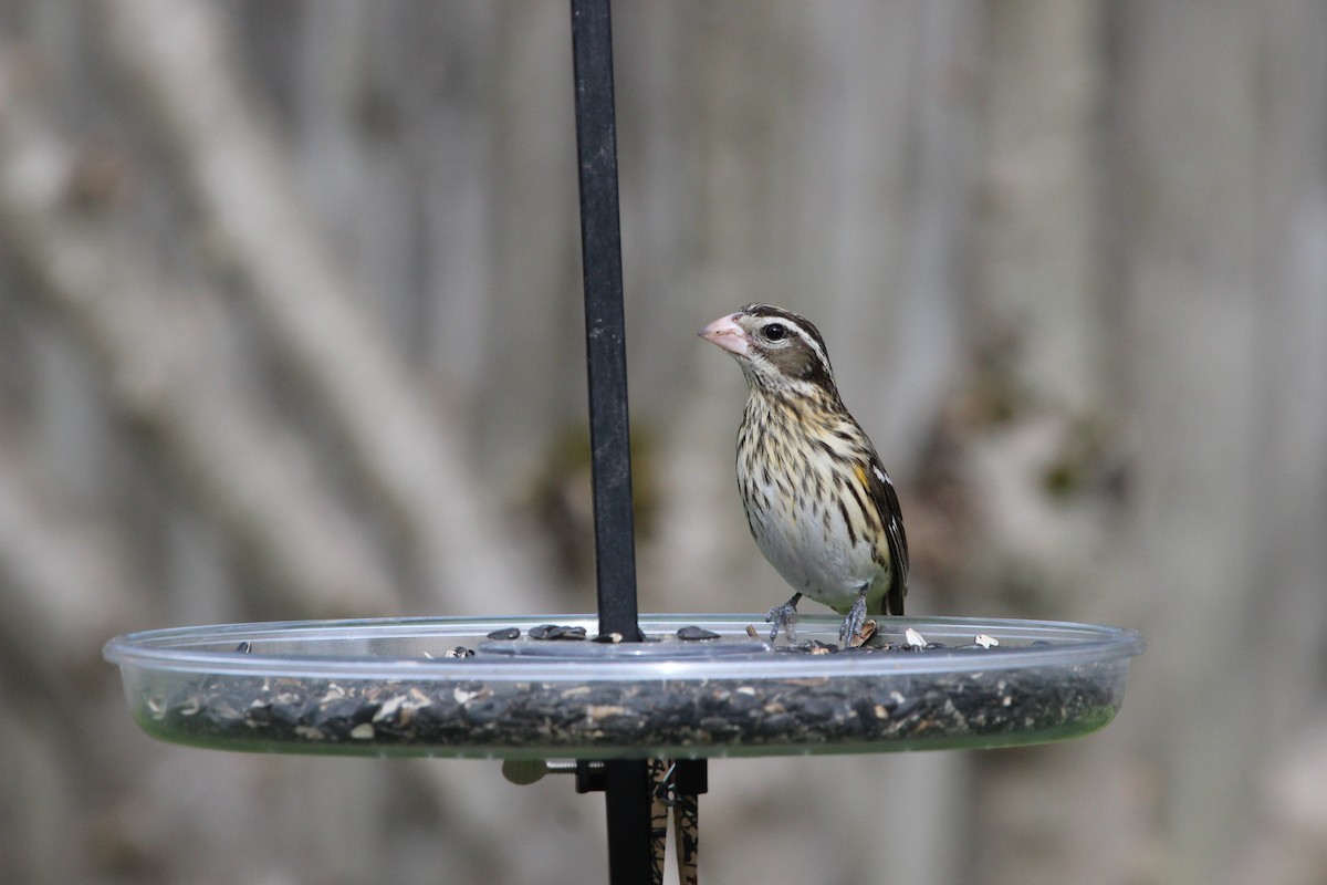 Rose-breasted Grosbeak - Zac Cota