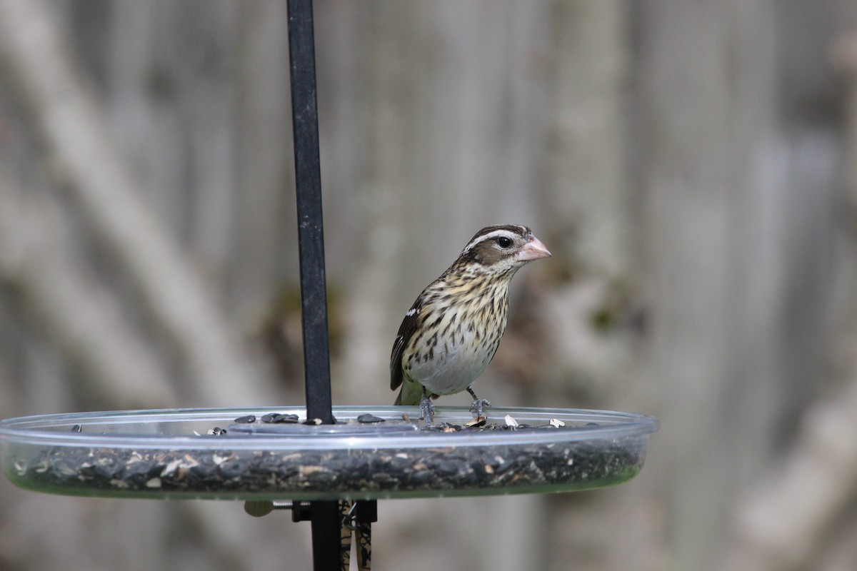 Rose-breasted Grosbeak - ML430867391