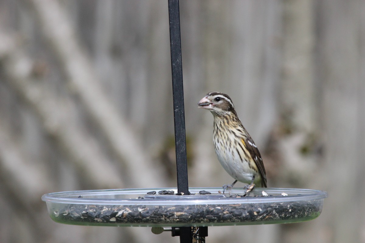 Rose-breasted Grosbeak - ML430867411