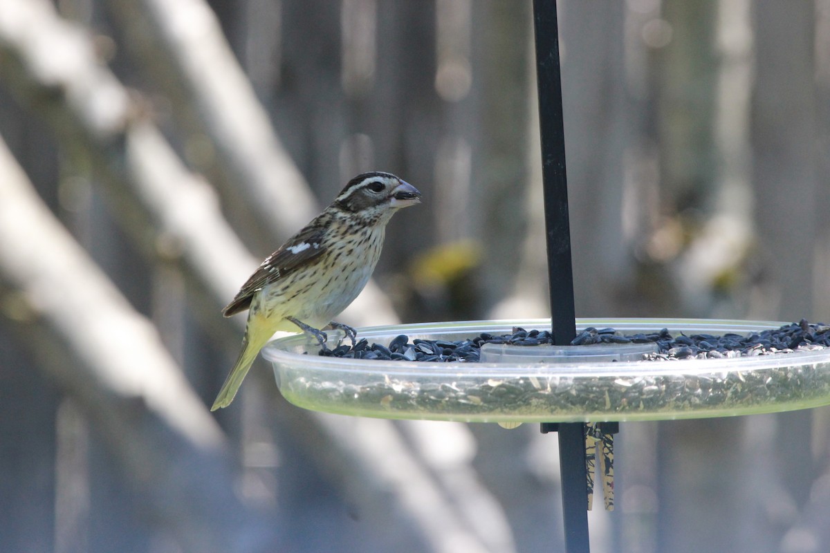 Rose-breasted Grosbeak - ML430867421