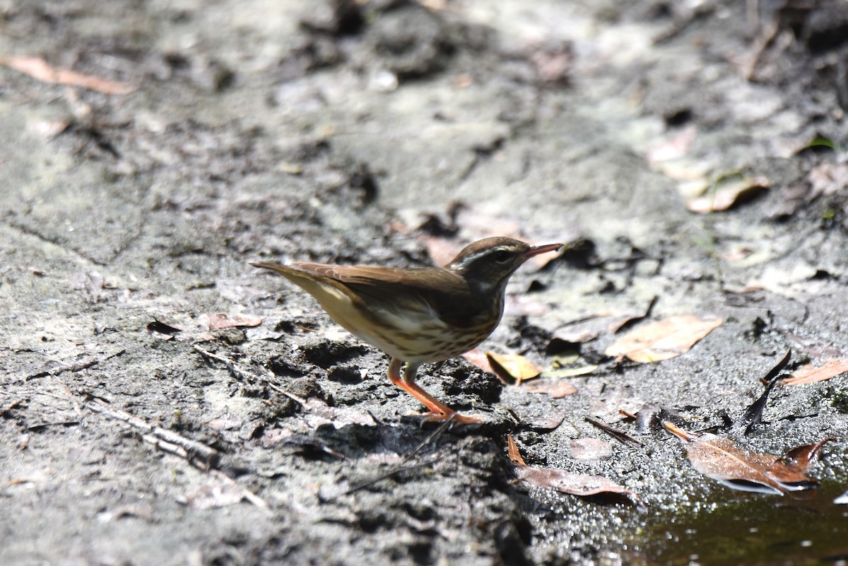 Louisiana Waterthrush - ML430867431