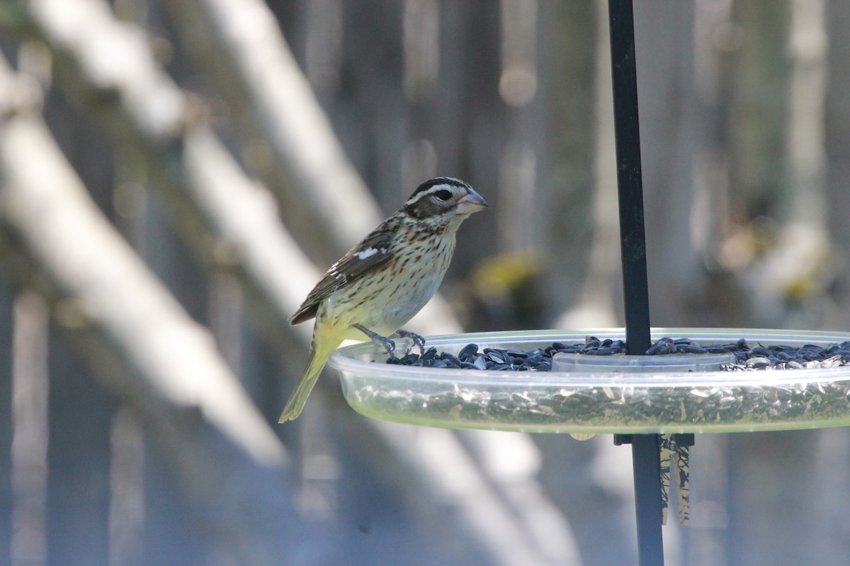 Rose-breasted Grosbeak - ML430867441