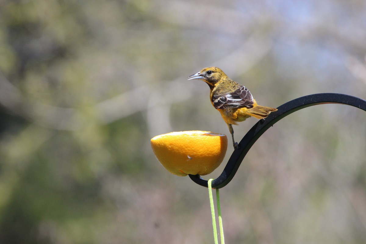 Oriole de Baltimore - ML430867451