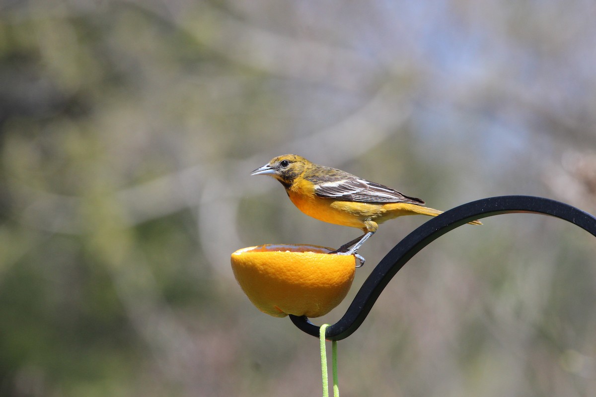 Baltimore Oriole - ML430867481