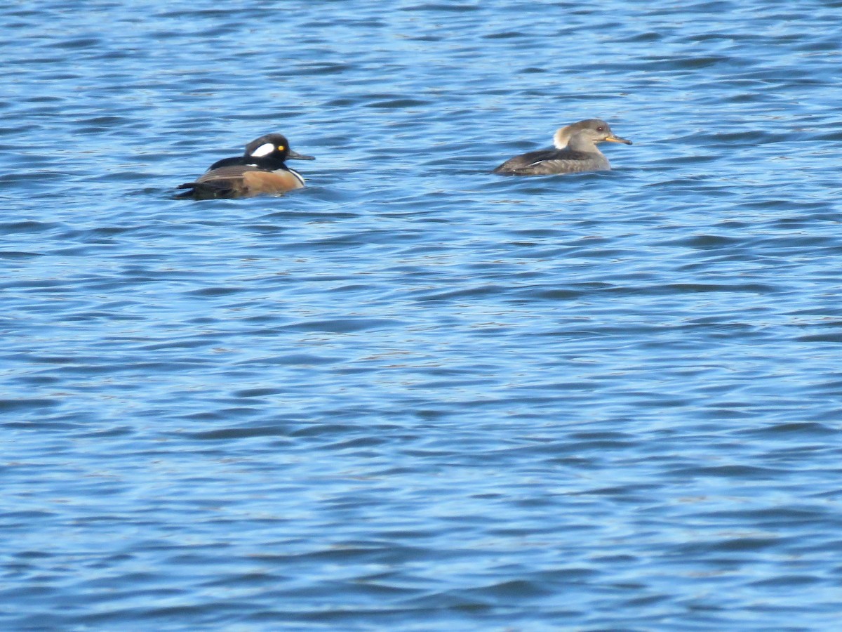 Hooded Merganser - ML430867501