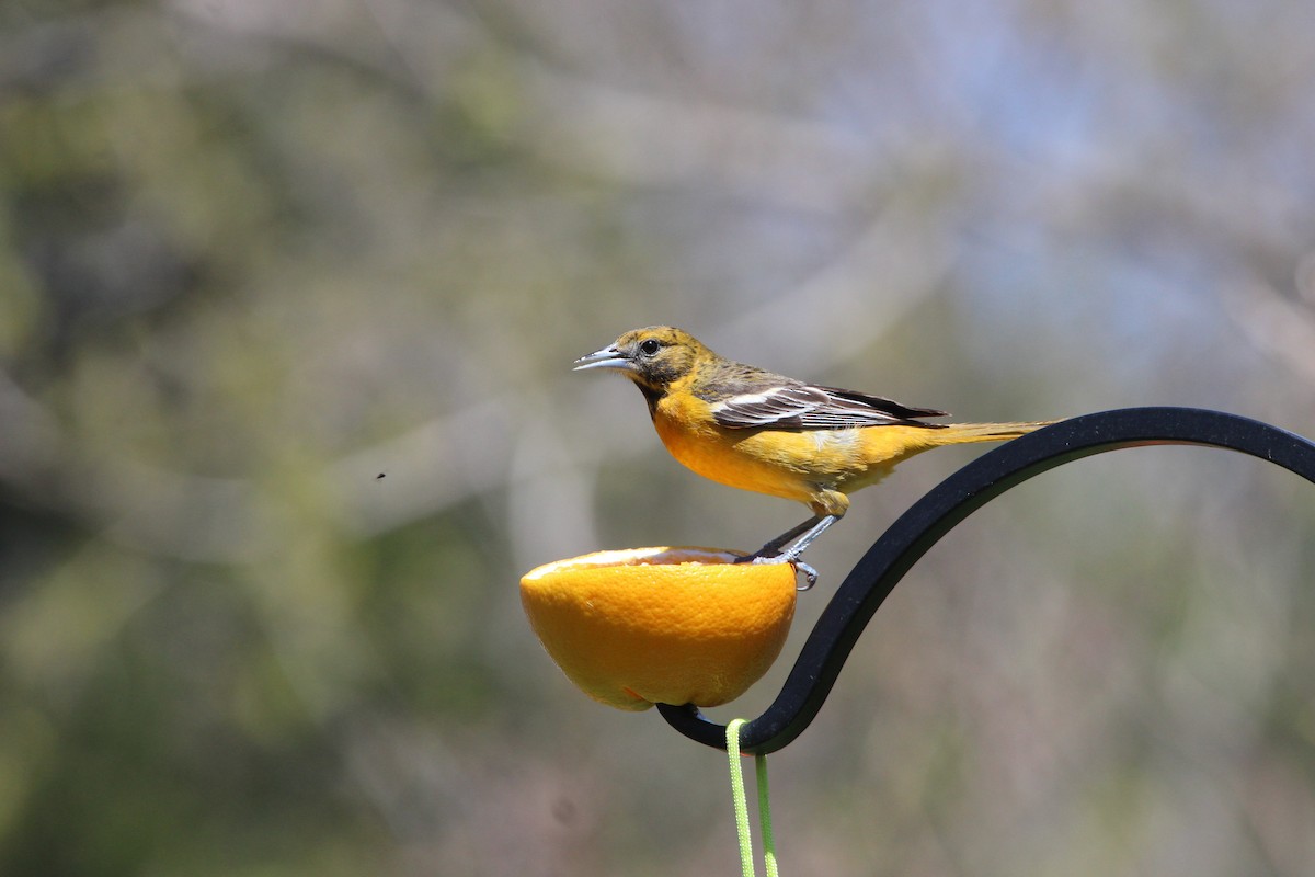 Oriole de Baltimore - ML430867511