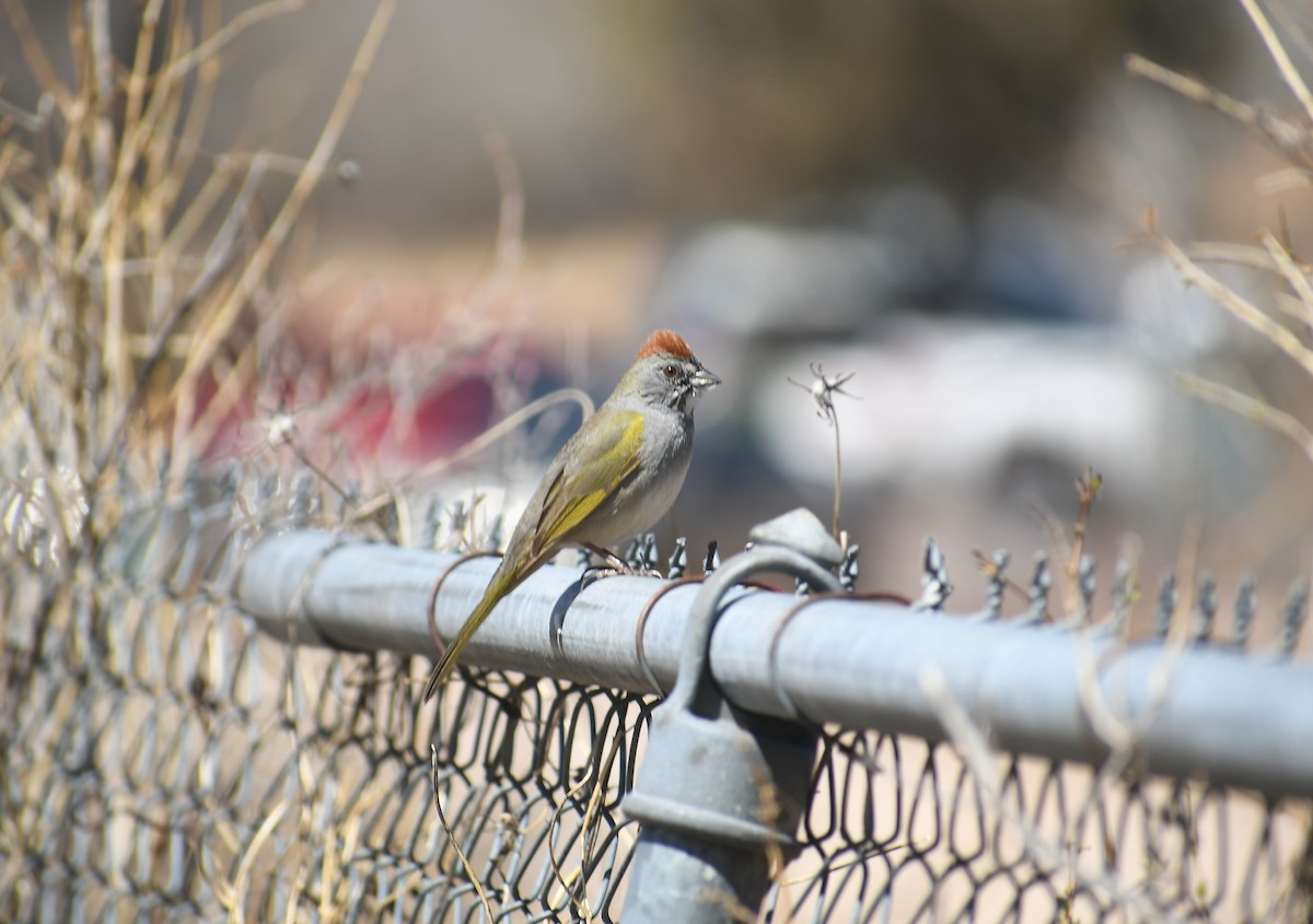 Green-tailed Towhee - ML430867581