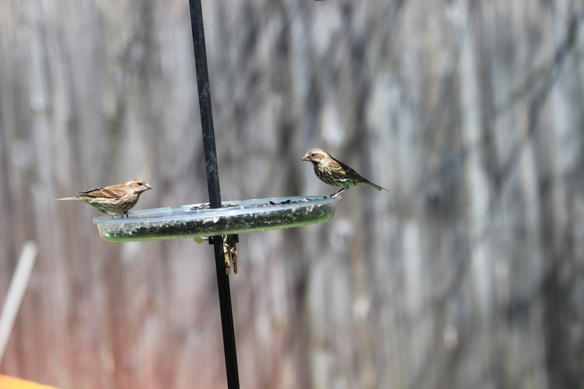 Purple Finch - ML430867591