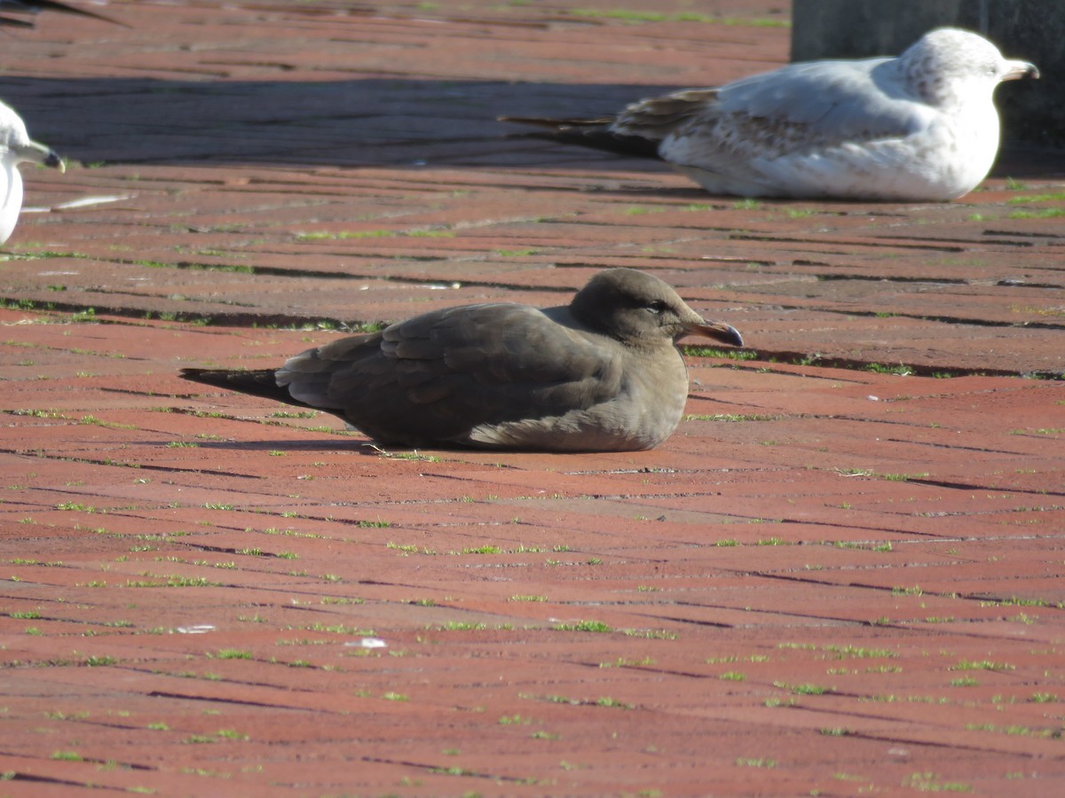 Heermann's Gull - Noah Bers