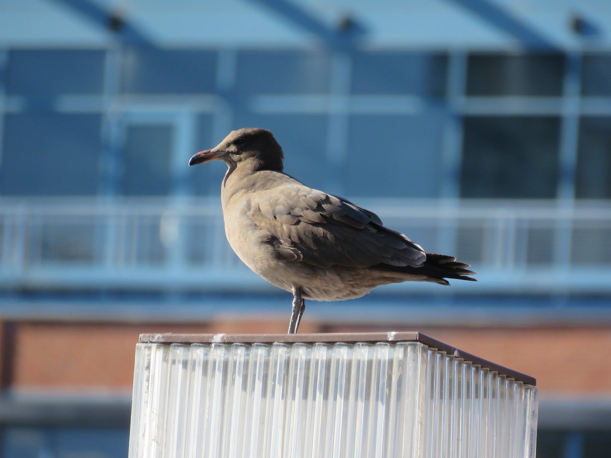 Gaviota Mexicana - ML430867651