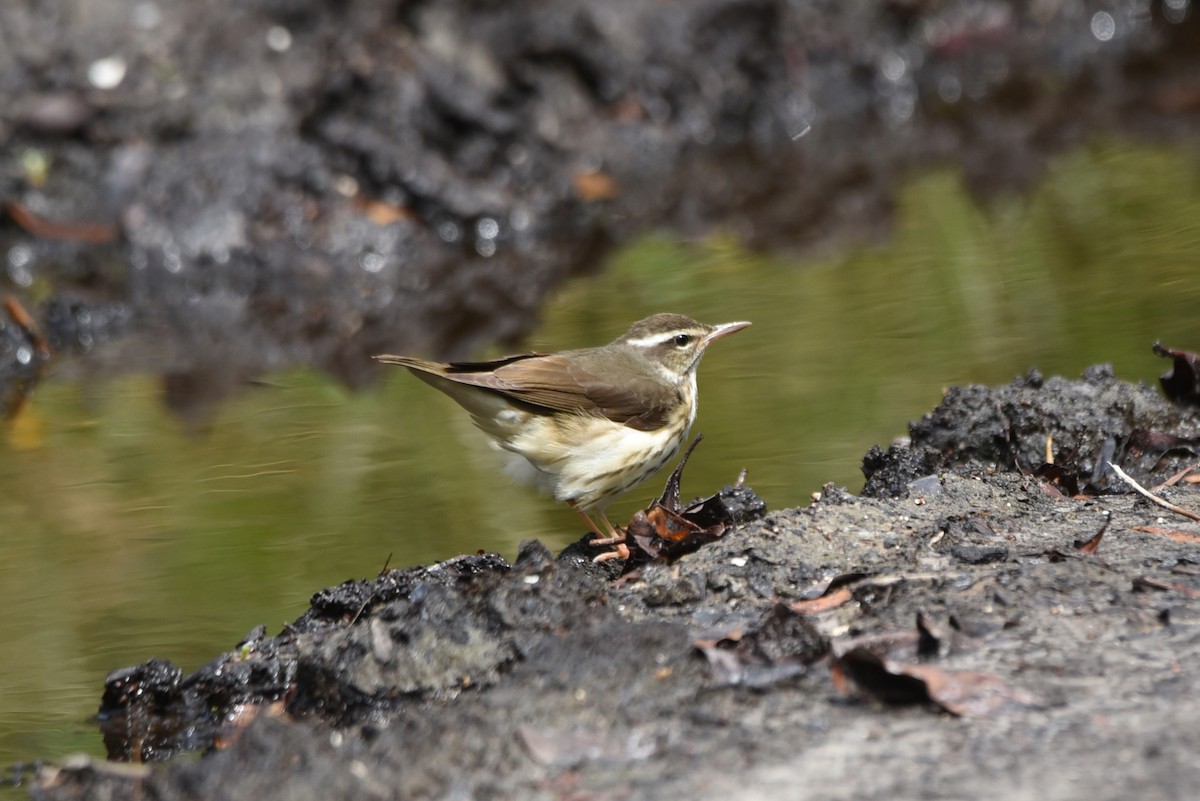 Reinita Charquera de Luisiana - ML430867801