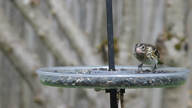 Rose-breasted Grosbeak - ML430867841