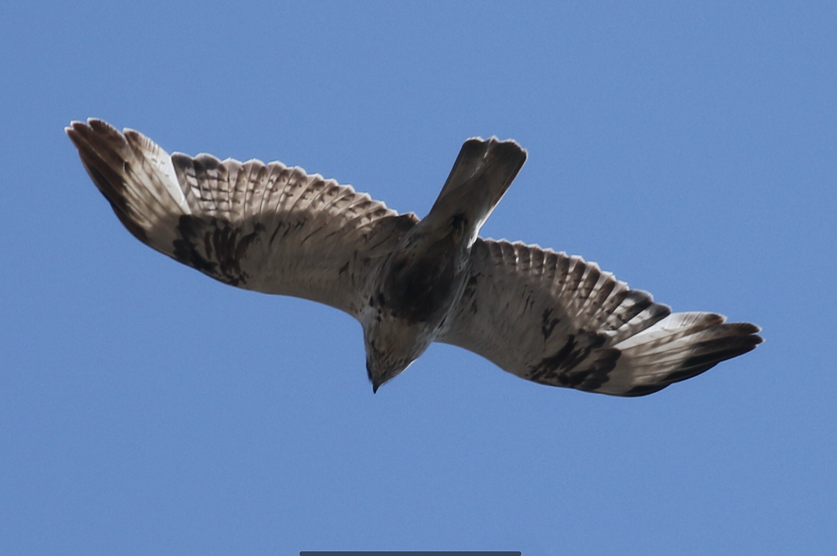 Rough-legged Hawk - ML43086861