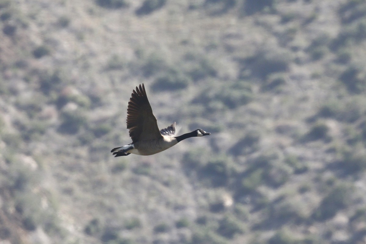 Canada Goose - ML430868891
