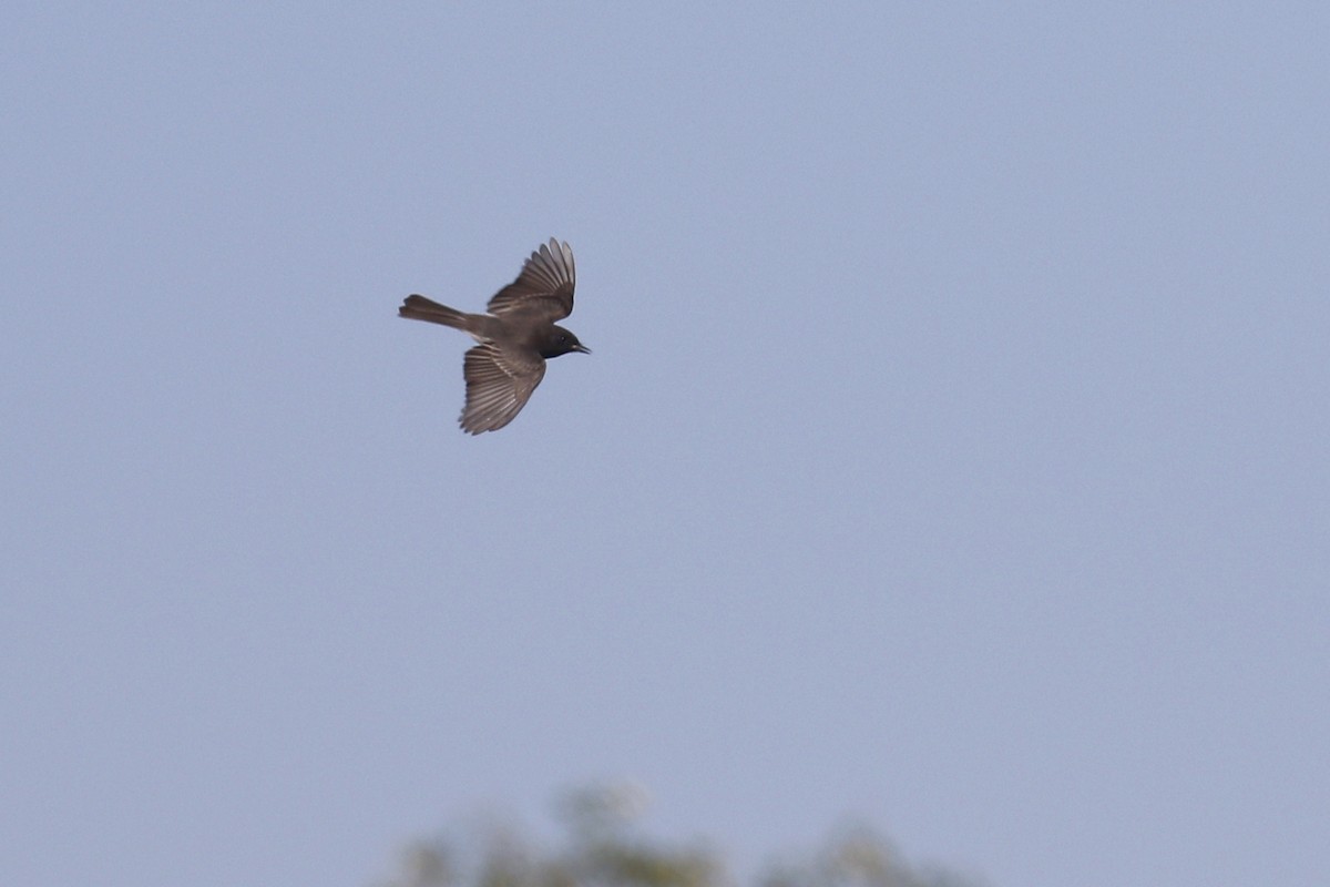 Black Phoebe - Ted Keyel